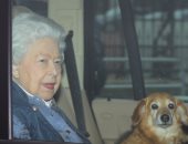 أبرزهم الملكة إليزابيث.. أفراد العائلة المالكة فى بريطانيا يعشقون الكلاب.. صور