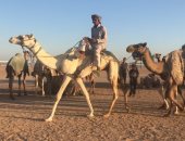 10 محافظات تستعد لمنافسات سباق الهجن بشرم الشيخ .. صور