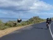 نعامة تتخطى متسابقى الدراجات في جنوب إفريقيا.. فيديو