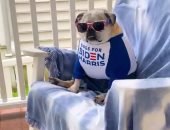 جو بايدن يستعين بـ"الكلاب" في حملته الانتخابية أمام ترامب.. فيديو وصور