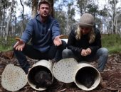 كريس هيمسورث يساعد في إعادة حيوان لموطنه الأصلى بأستراليا ..فيديو 