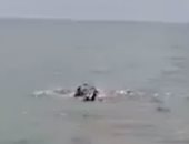 فرس النهر يقتل طفلا بعد سحبه فى بحيرة فيكتوريا بكينيا .. فيديو