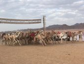 صور وفيديو .. انطلاق فعاليات سباق الهجن بشرم الشيخ بشوط السرعة