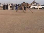 اختتام فعاليات سباق الهجن بشرم الشيخ اليوم بتسليم كأس الزعامة