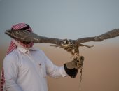 الموسم السنوى..سعوديون ينصبون شباكهم لصيد أغلى أنواع الصقور فى مدينة عرعر 