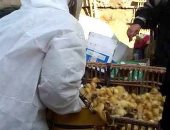 تحصين 58 ألف طائر ضد مرض أنفلونزا الطيور للحفاظ على الثروة الداجنة بالشرقية