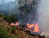 تضرر 4 آلاف أسرة و250 ألف شجرة احترقت بسبب الحرائق فى طرطوس السورية