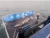 ملكة المحيط.. العثور على سمكة قرش ضخمة عمرها 50 عاما فى كندا.. فيديو