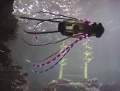 مهندسون يطورون روبوتًا يشبه الحبار لالتقاط صور للأسماك والمرجان
