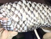 جلد سمك البلطى.. حل لعلاج الحيوانات المحترقة فى البرازيل.. صور 