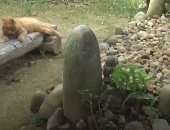 قطة تزور قبر صاحبها مع أسرته يوميا منذ وفاته قبل عامين