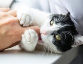 ماذا تفعل إذا تعرضت لخربشة القطة وطرق الوقاية من العدوى