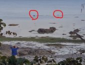 مشهد مرعب .. تمساح ضخم يطارد كلب أثناء سباحته فى المحيط بأستراليا.. فيديو