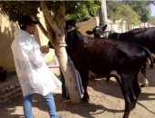 تحصين 293 ألفا و574 رأس ماشية ضد مرض الحمى القلاعية فى المنوفية