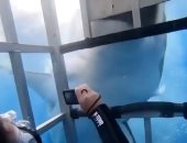 سمكة قرش تحاول اقتحام قفص معدنى داخله 3 سائحين.. فيديو وصور  