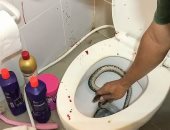 فيديو .. ثعبان يهاجم امرأة تايلاندية فى منزلها ويلدغها مرتين