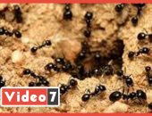 تفاصيل تجارة النمل.. سعر الواحدة يصل لـ3500 جنيه.. فيديو