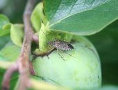 "البق" الطاعون الجديد بكتالونيا يقضى على شجر الزيتون ويهدد المحاصيل الزراعية