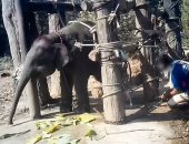 الأفيال الصغيرة تواجه تدريبات قاسية وتتعرض للإيذاء فى تايلاند.. فيديو
