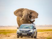 فيل ضخم يهاجم سيارة ويندفع خلفها فى طريق بكينيا .. اعرف القصة "صور"