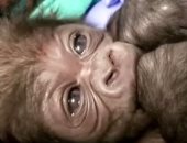 ولادة غوريلا نادرة بعملية قيصرية فى حديقة حيوانات أمريكية .. صور