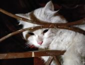 الحماية المدنية بالقليوبية تنقذ قطة عالقة فى باب شقة بالقناطر الخيرية "صور"