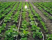 مجلس الوزراء ينشر فيديو يوضح أهمية الرى بالتنقيط وفوائده للمزارع