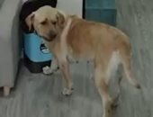 كلب شقى.. يسرق "آيس كريم" من ثلاجة صاحبه أثناء نومه والكاميرا كشفته.. فيديو