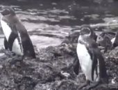 طيور البطريق تفترش جزر جالاباجوس فى الإكوادور بسبب توقف السياحة.. فيديو