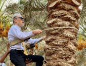 حكاية صورة.. السفير اليابانى بالقاهرة يتسلق نخلة بمزرعة فاكهة بالبحيرة