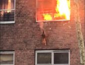 قطة بسبع أرواح تهرب من شقه سكنية بعد احتراقها.. فيديو وصور