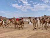 تنظيم بطولة جديدة لسباقات الهجن في 19 مارس القادم