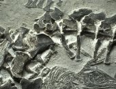 العثور على بقايا ديناصور بحرى فى صخور جزيرة روسكى.. يطلع إيه