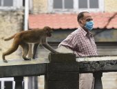 آلاف القردة يغزون مدينة هندية ويسرقون سكانها.. صور