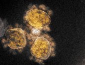 "الصحة العالمية": لم يتم معرفة أصل منشأ فيروس كورونا حتى الآن