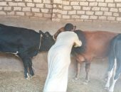 حملات لتحصين الماشية ضد الحمى القلاعية والوادى المتصدع بإدفو "صور"