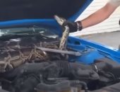 أمريكي يعثر على ثعبان ضخم داخل غطاء محرك السيارة.. فيديو