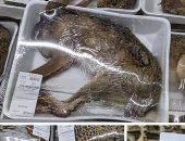 صور صادمة لحيوانات ميتة تباع داخل محلات السوبر ماركت فى فرنسا