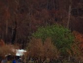 شجرة توت تنقذ منزلا من حرائق الغابات فى أستراليا رغم دمار كل ما حوله.. صور