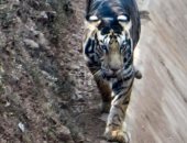 رصد نمر أسود نادر فى الهند على وشك الانقراض.. صور