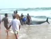 سكان جزيرة ينقذون 120 حوتا دفعتها المياه لشواطئ سريلانكا.. فيديو