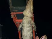 رجلا يصطاد تمساحا ضخما بطول 4 أمتار بأمريكا.. صور