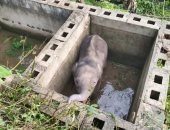 إنقاذ فيل صغير سقط فى حفرة بالصين لمدة 12 ساعة .. فيديو