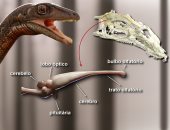 آكل اللحوم.. إعادة بناء دماغ ديناصور شرس عاش من 233 مليون سنة على الأرض