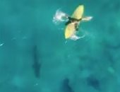 بخفة ومهارة.. راكب أمواج يهرب من سمكة قرش قاتلة بشاطئ أسترالى.. فيديو وصور