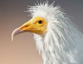 8 طيور مهددة بالانقراض أحدها يشبه الفنان سلفادور دالى.. ألبوم صور