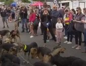 انطلاق سباق "الرعاة وكلابهم" بنيوزلندا رغم مخاوف جائحة كورونا .. فيديو وصور