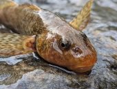 علماء يكافحون لإنقاذ "الحفرية الحية"..سمكة نادرة يعتقد انقراضها منذ سنوات