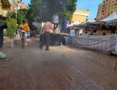 تمهيد الطريق أمام إحدى لجان المعادى بعد أمطار أمس للتسهيل على الناخبين.. صور