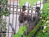 حزن فى هولندا بعد مقتل توأم شمبانزى: لا يجب معاملة الحيوانات بهذه الطريقة